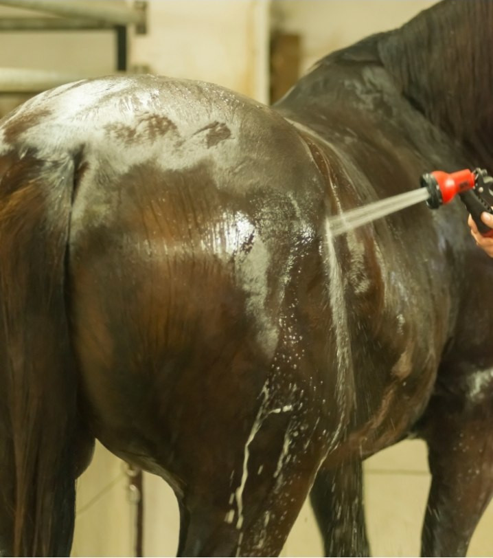 Skonsam rengöring av hästens hud kan vara en del av behandling vid streptotrikos