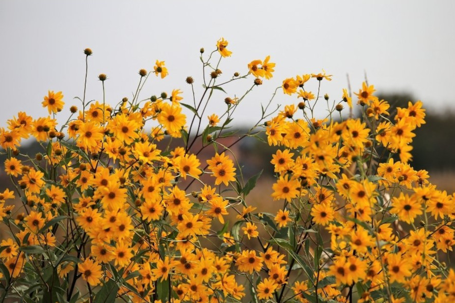 Arnika med sina gula blommor