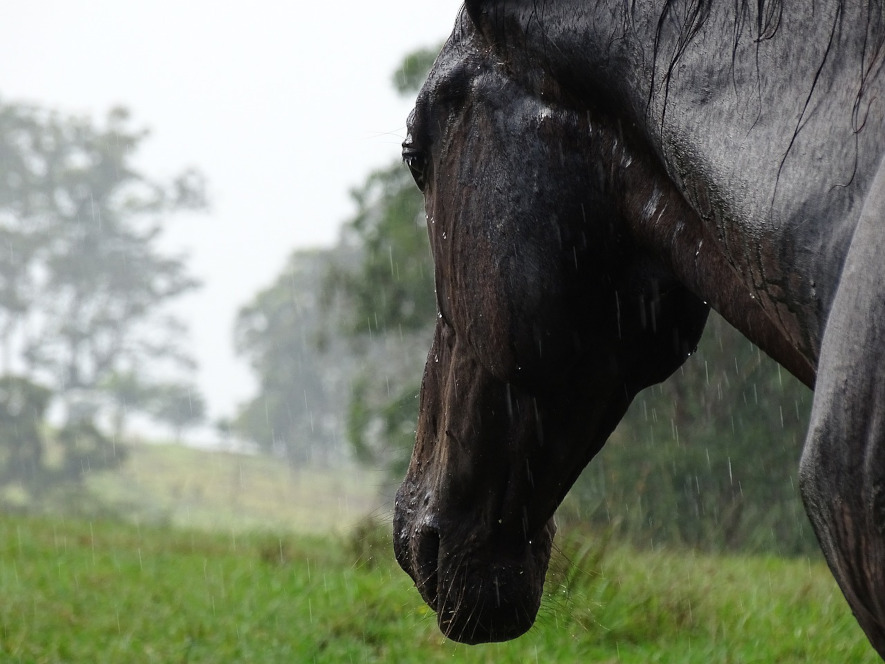 häst i regn