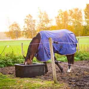 häst dricker ur värmebalja