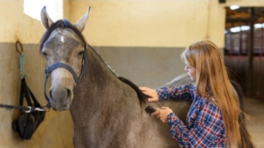 klippmaskin till häst