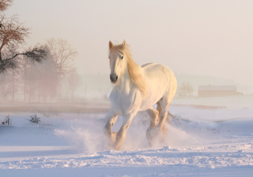 Vinterlandskap med vit häst i snö